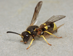 Ancistrocerus parietum