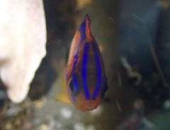 Parma alboscapularis