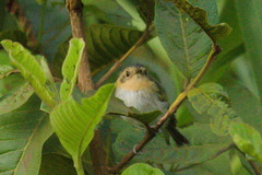 Poecilotriccus plumbeiceps