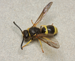 Ancistrocerus parietum