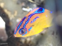 Parma alboscapularis