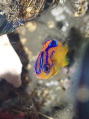 Parma alboscapularis