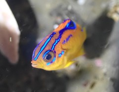 Parma alboscapularis