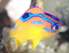 Parma alboscapularis