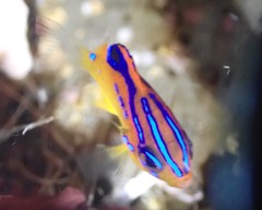 Parma alboscapularis