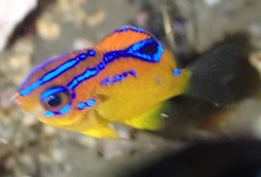 Parma alboscapularis