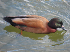 Anas platyrhynchos × Tadorna ferruginea