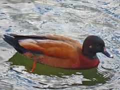 Anas platyrhynchos × Tadorna ferruginea