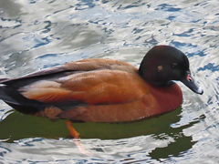 Anas platyrhynchos × Tadorna ferruginea