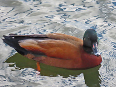 Anas platyrhynchos × Tadorna ferruginea