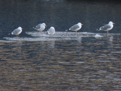 Larus cachinnans