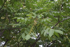 Juglans ailantifolia