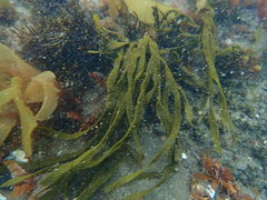 Dictyota kunthii