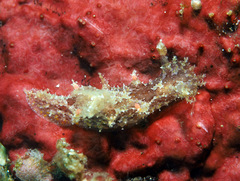 Plocamopherus
