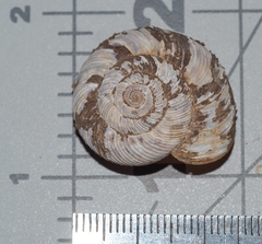 Anguispira rugoderma