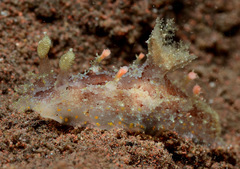 Plocamopherus