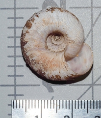 Anguispira rugoderma