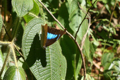 Archaeoprepona demophon centralis