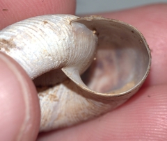 Anguispira rugoderma