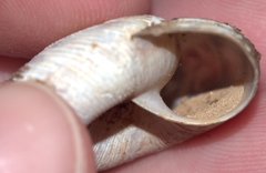Anguispira rugoderma