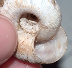 Anguispira rugoderma