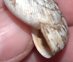 Anguispira rugoderma