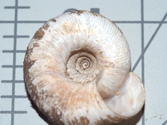 Anguispira rugoderma