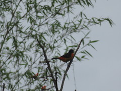 Ramphocelus flammigerus