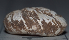 Anguispira rugoderma