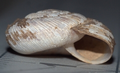 Anguispira rugoderma