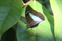 Archaeoprepona demophon centralis