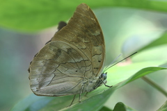 Archaeoprepona demophon centralis