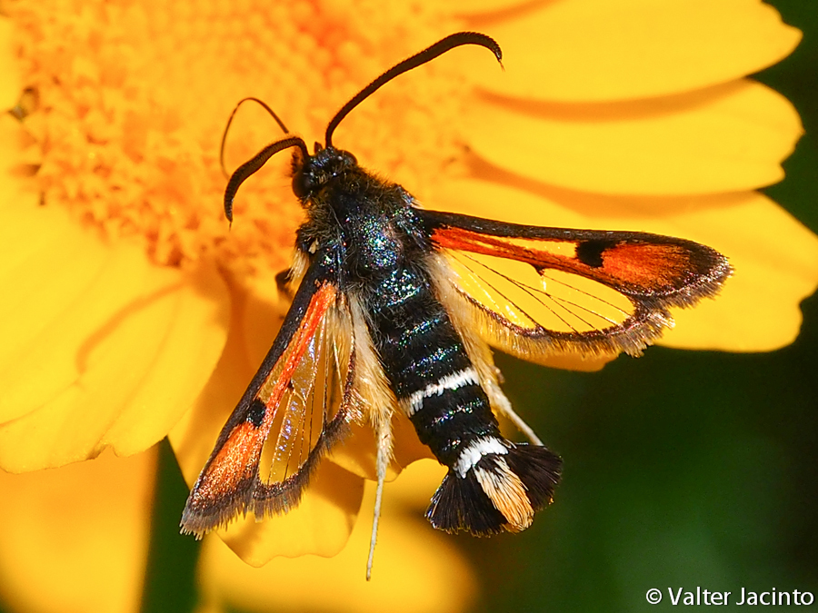 Pyropteron