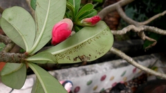 Daphnis nerii