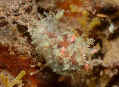 Plocamopherus