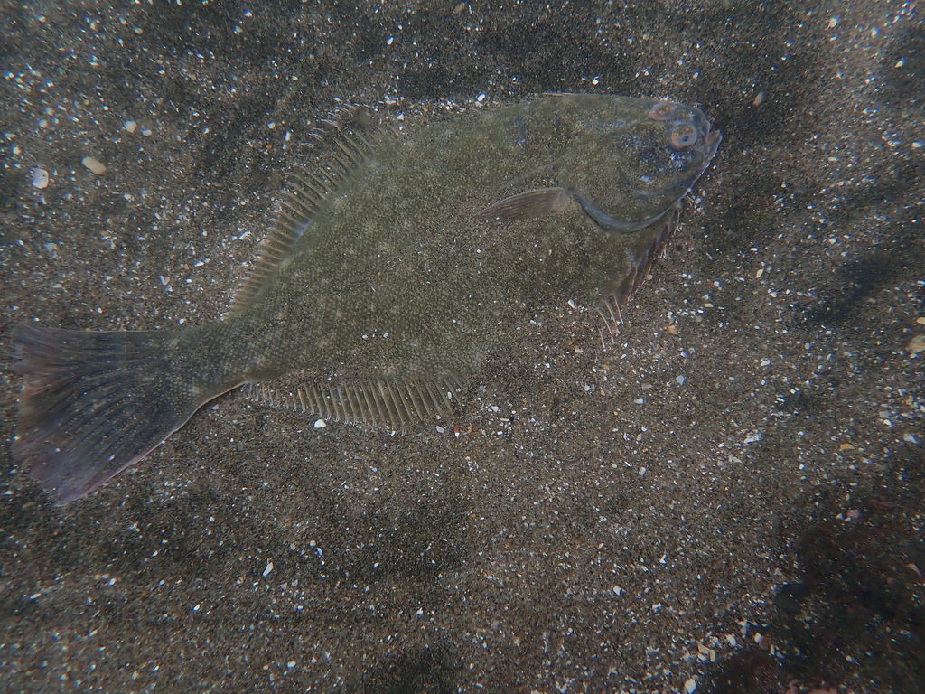 Sand flounder from Auckland, New Zealand on February 12, 2022 at 0345