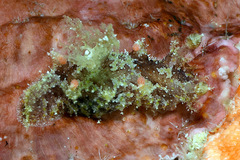 Plocamopherus