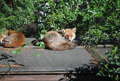 Vulpes vulpes