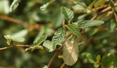 Pomaderris prunifolia