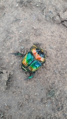 Sulcophanaeus imperator