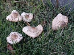 Chlorophyllum molybdites