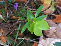 Green Hellebore (Helleborus viridis)