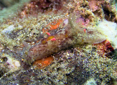 Plocamopherus