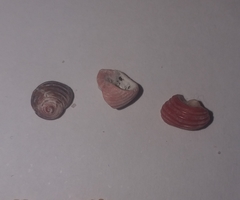 Homalopoma sanguineum