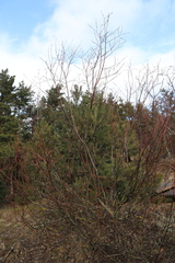 Salix daphnoides