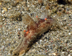 Plocamopherus