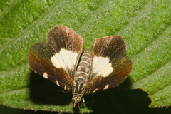Heterusia conduplicaria
