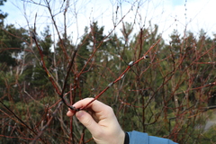 Salix daphnoides
