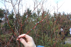Salix daphnoides