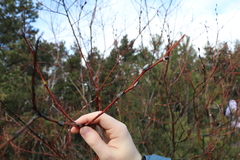 Salix daphnoides